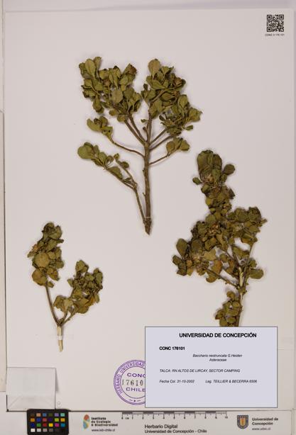 Baccharis neotruncata [Espécimen: UDEC:CONC:0176101]