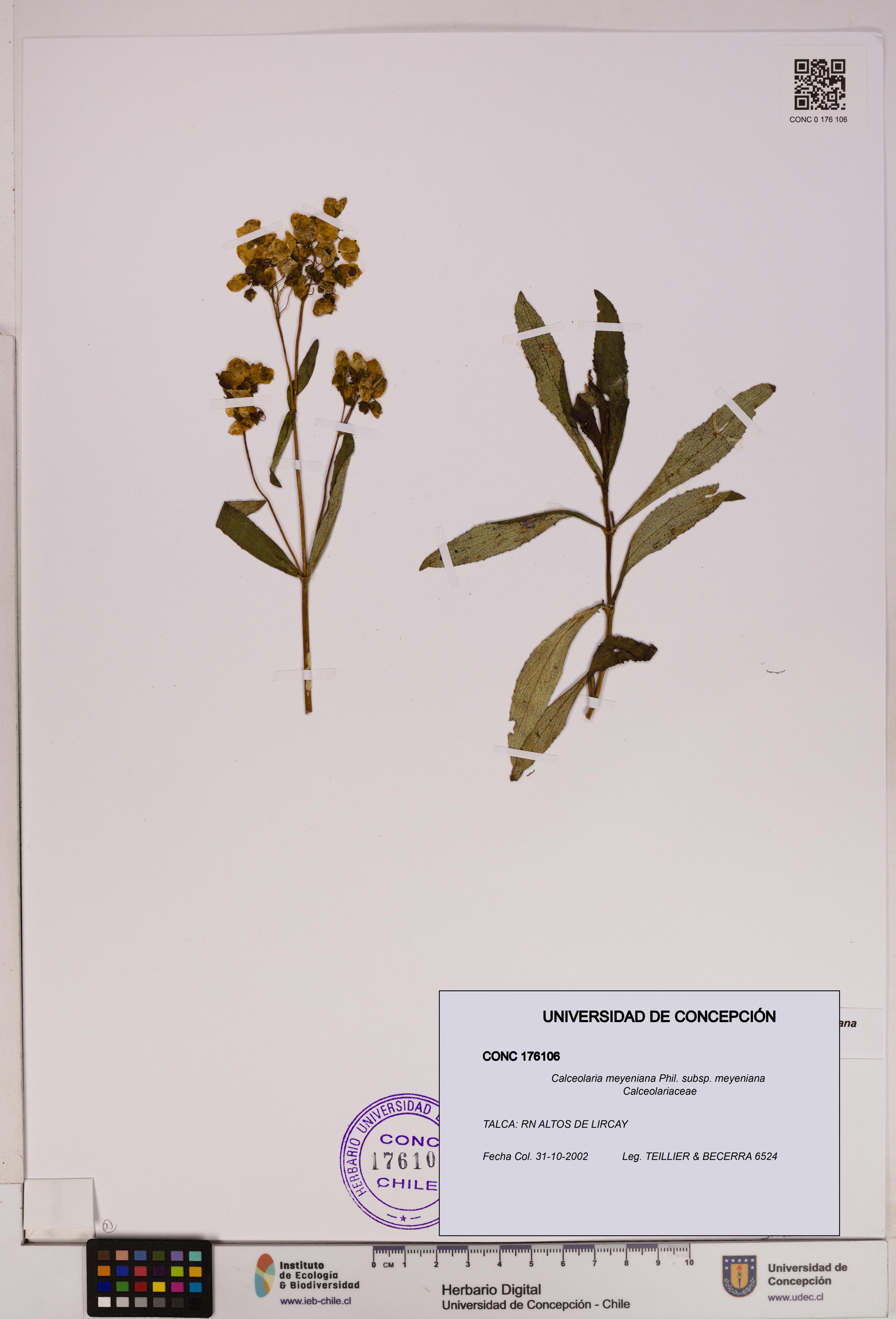 Calceolaria meyeniana subsp. meyeniana [Espécimen: UDEC:CONC:0176106]