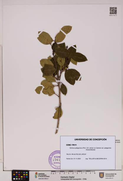 Schinus patagonica [Espécimen: UDEC:CONC:0176111]