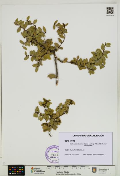 Maytenus chubutensis [Espécimen: UDEC:CONC:0176118]