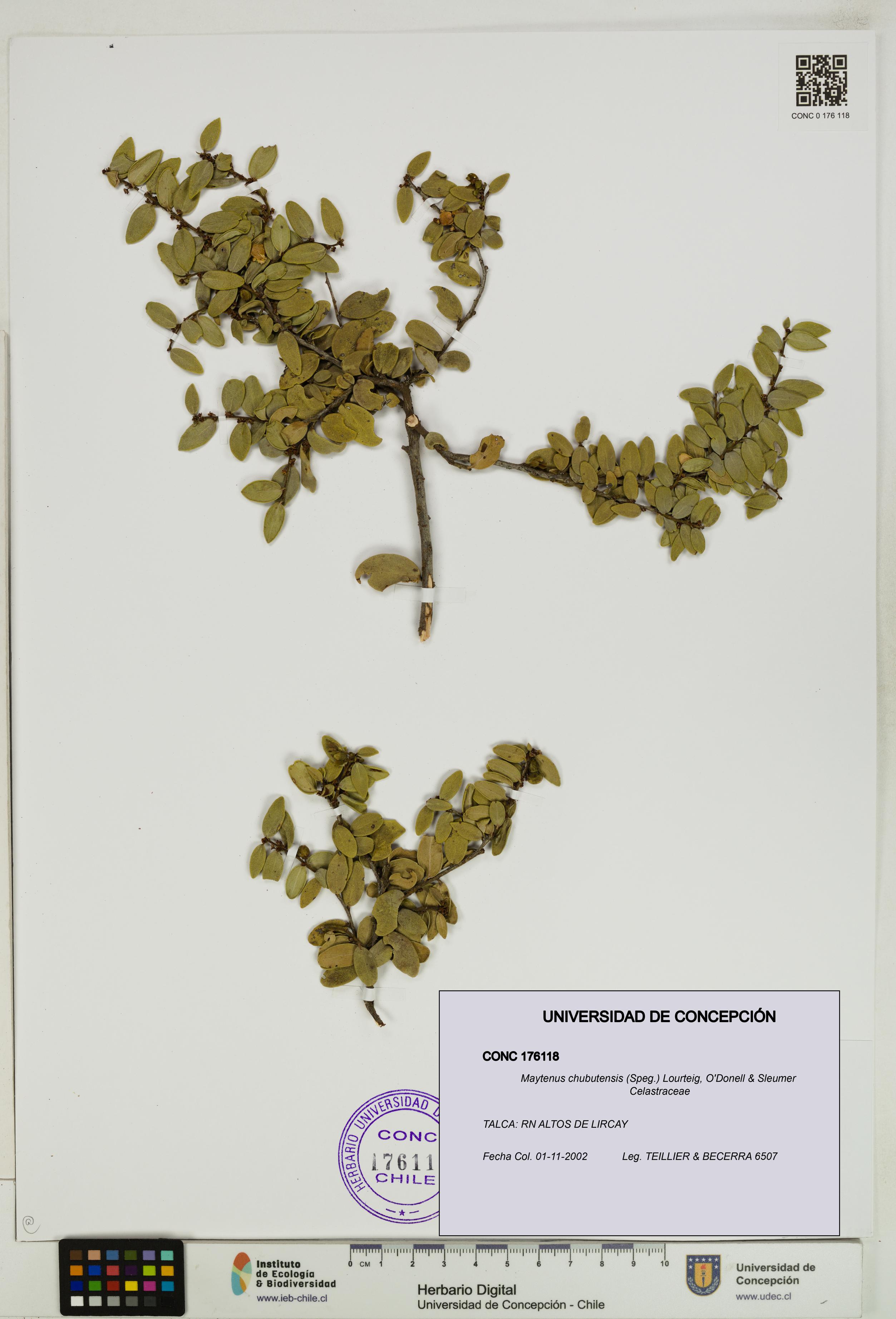 Maytenus chubutensis [Espécimen: UDEC:CONC:0176118]