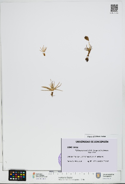 Phylloscirpus acaulis [Espécimen: UDEC:CONC:0176132]