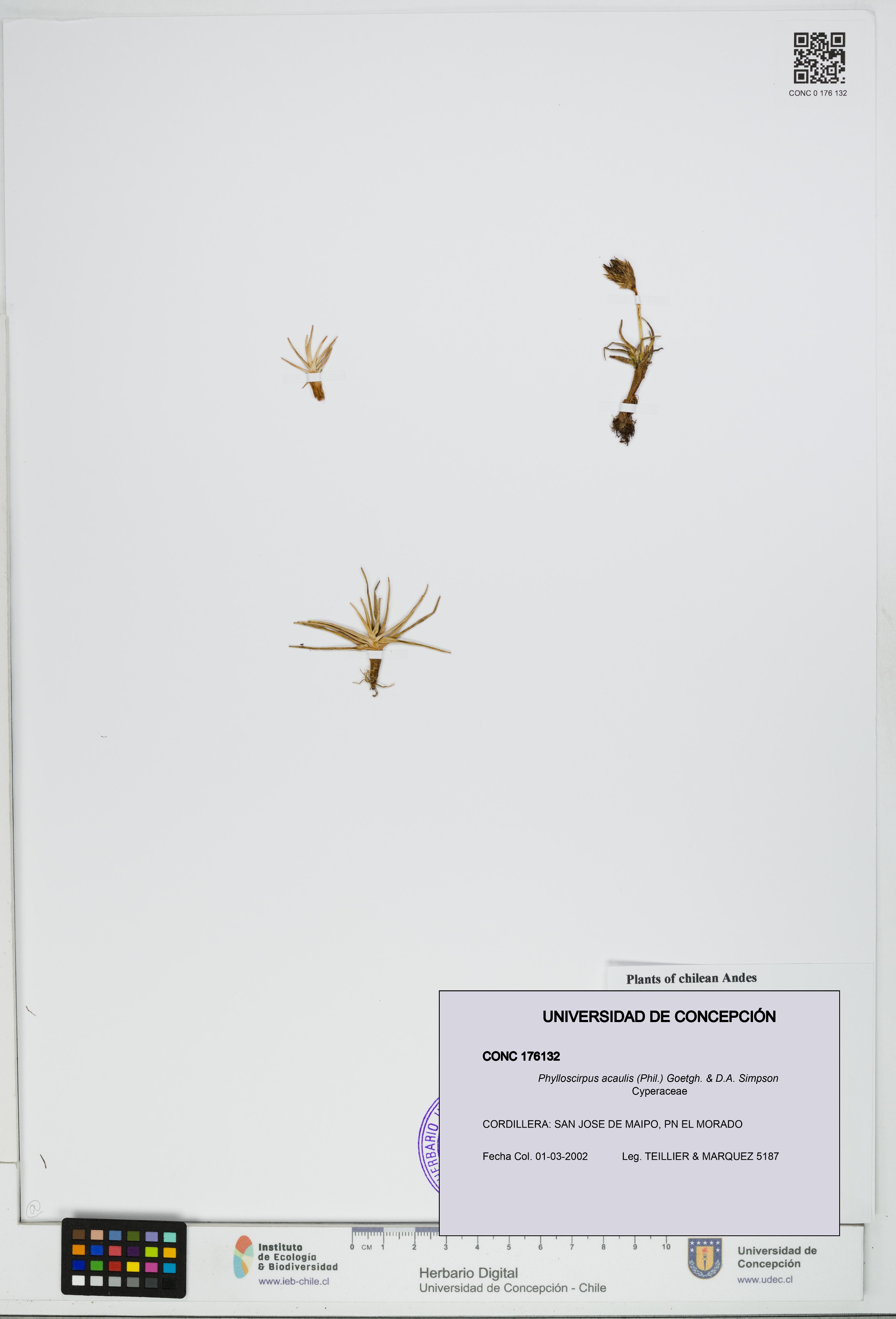 Phylloscirpus acaulis [Espécimen: UDEC:CONC:0176132]