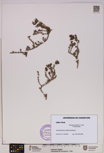 Frankenia chilensis [Espécimen: UDEC:CONC:0176149]