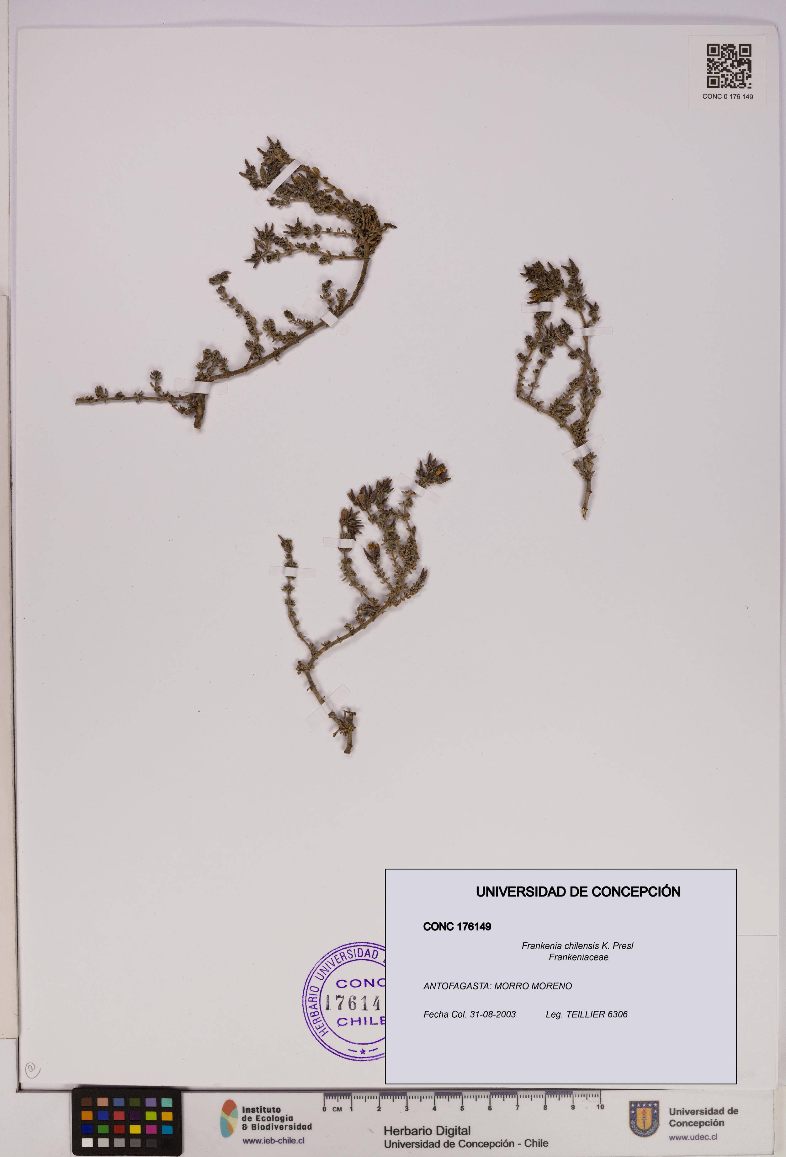 Frankenia chilensis [Espécimen: UDEC:CONC:0176149]