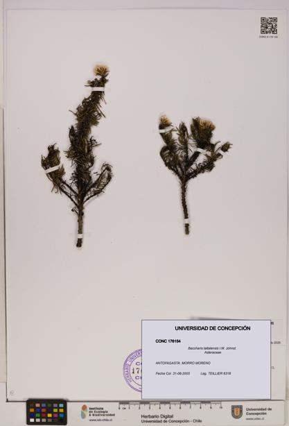 Baccharis taltalensis [Espécimen: UDEC:CONC:0176154]