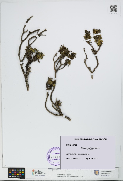 Gutierrezia espinosae [Espécimen: UDEC:CONC:0176163]