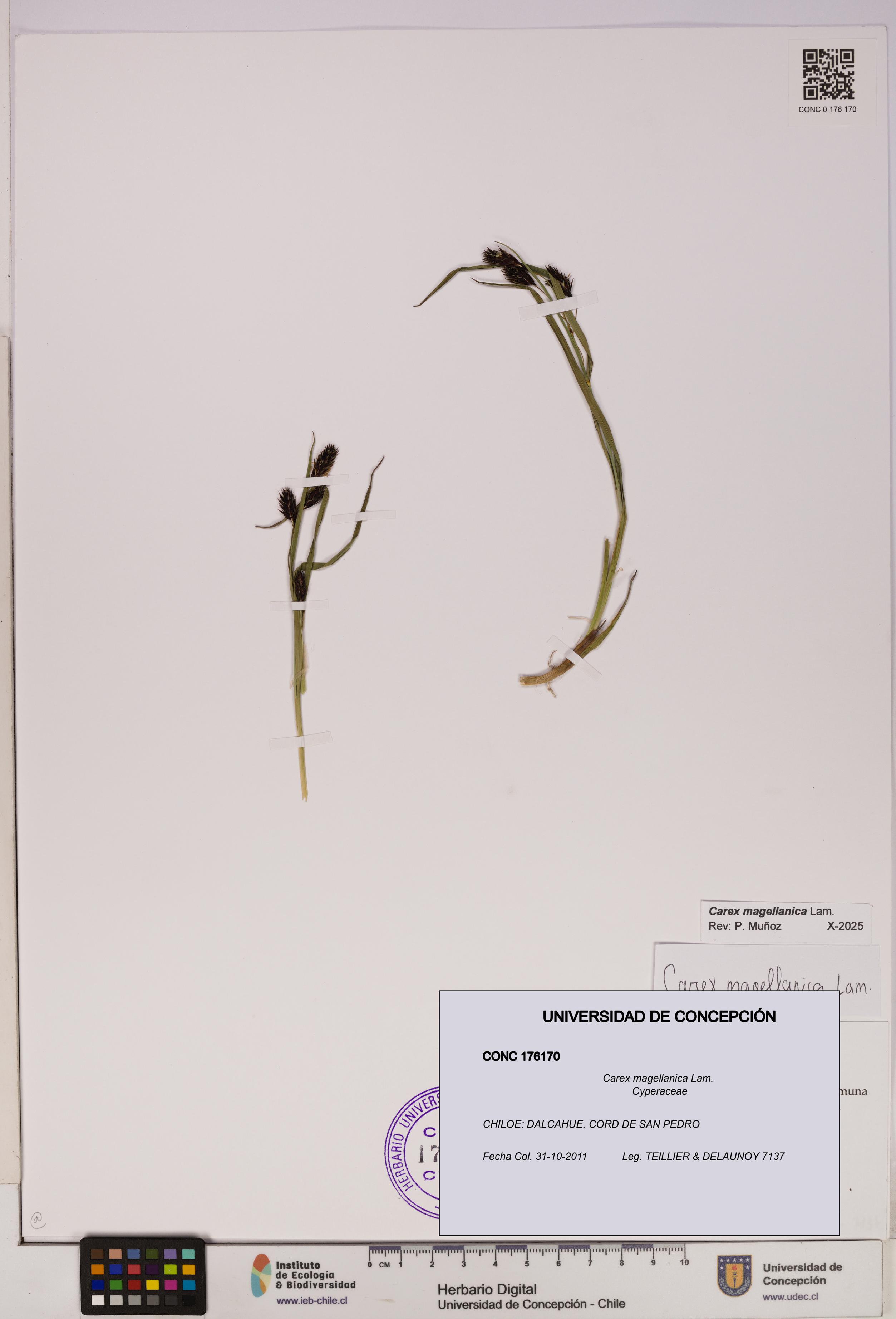 Carex magellanica [Espécimen: UDEC:CONC:0176170]