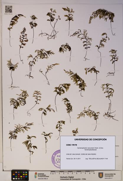 Hymenophyllum secundum [Espécimen: ]
