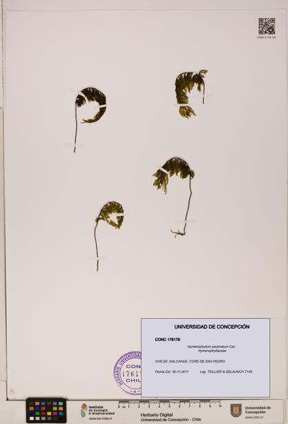 Hymenophyllum pectinatum [Espécimen: ]