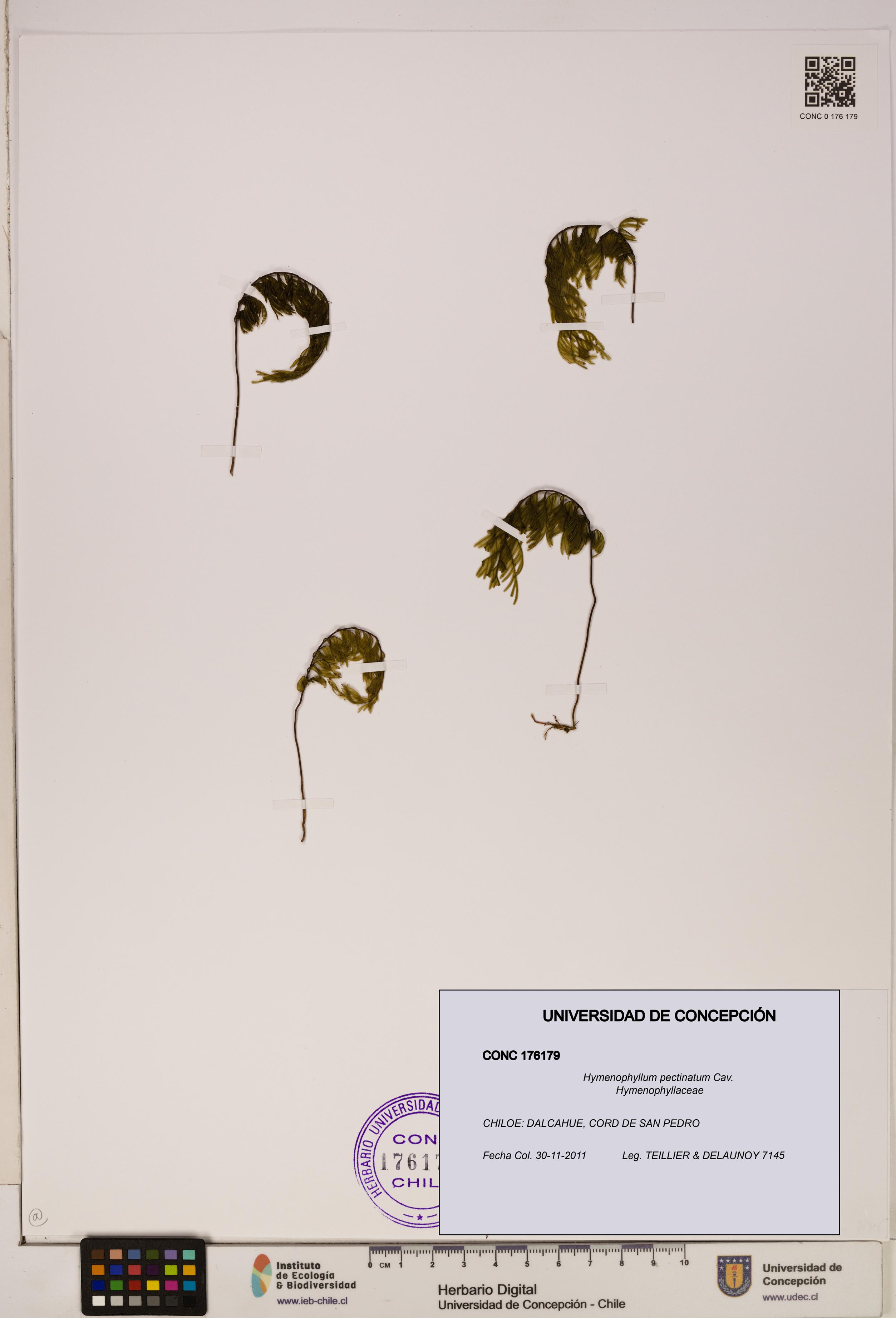 Hymenophyllum pectinatum [Espécimen: ]