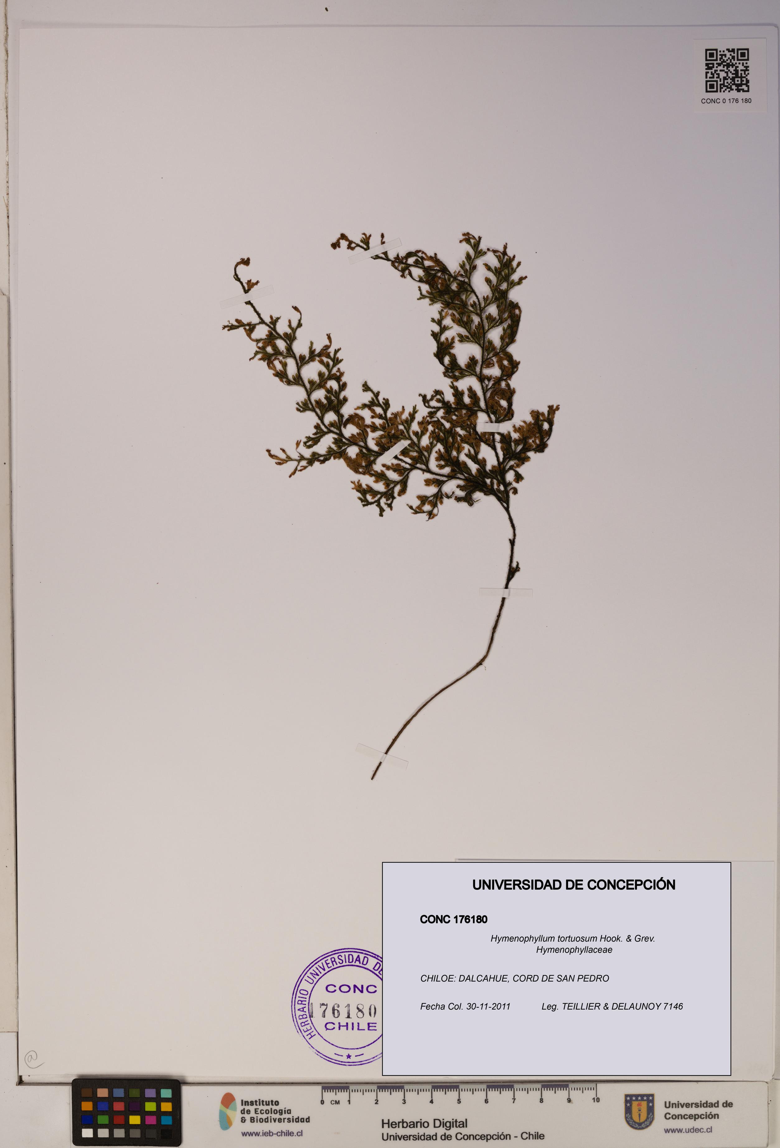 Hymenophyllum tortuosum [Espécimen: ]