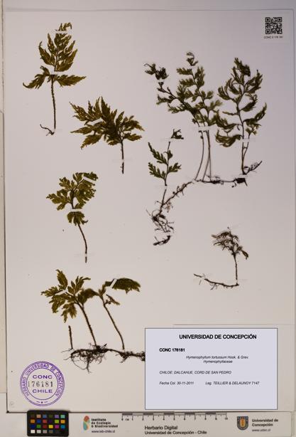 Hymenophyllum tortuosum [Espécimen: ]