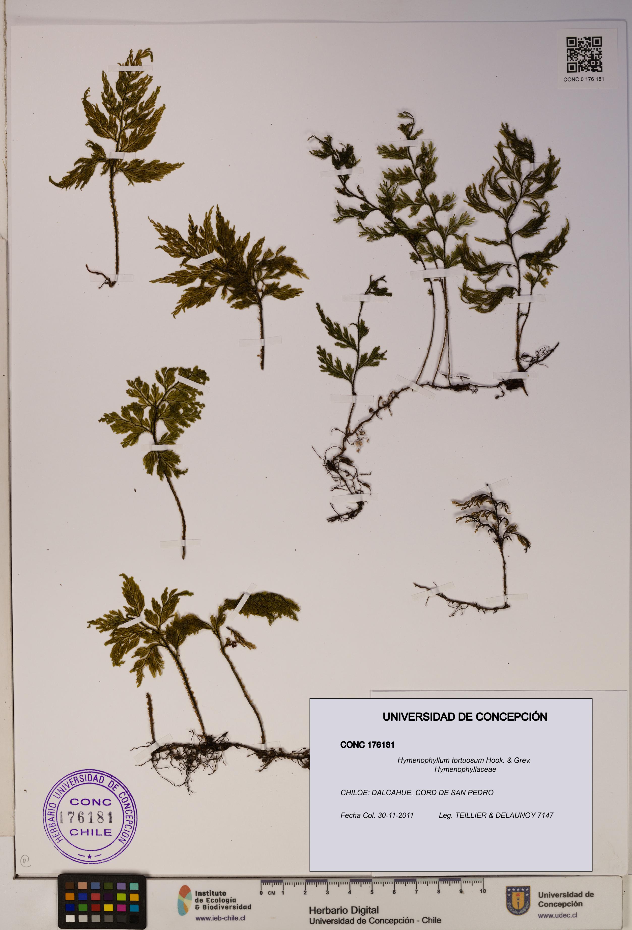 Hymenophyllum tortuosum [Espécimen: ]