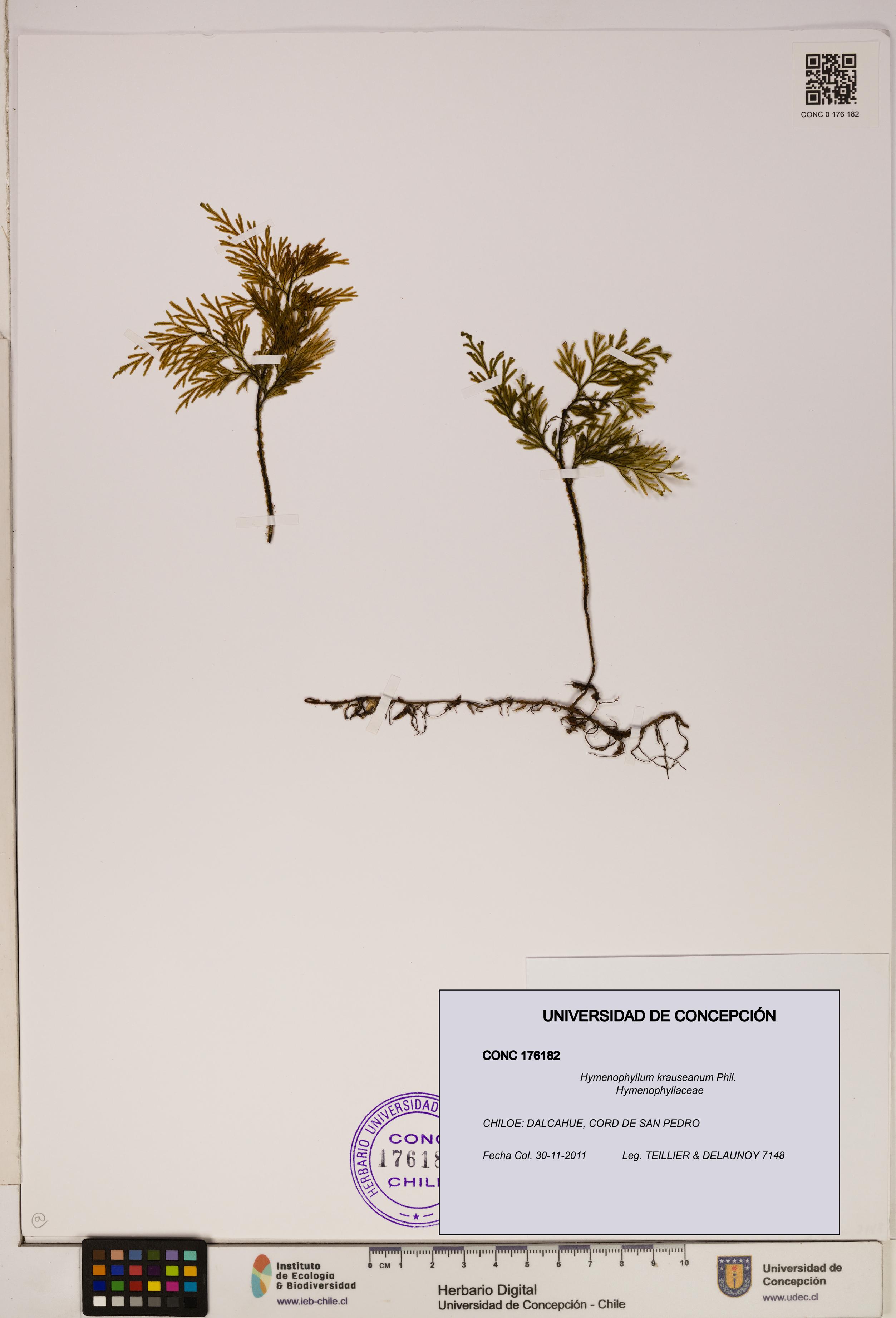 Hymenophyllum krauseanum [Espécimen: ]