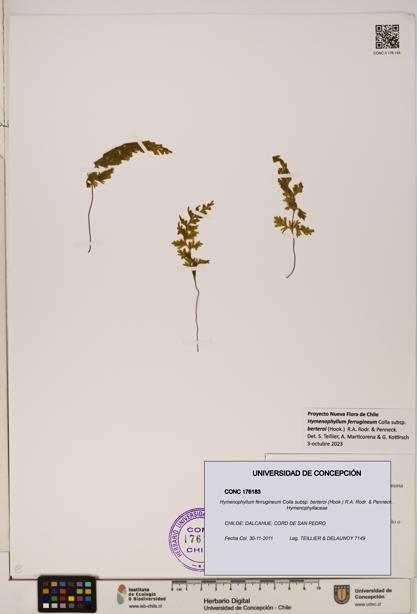 Hymenophyllum ferrugineum [Espécimen: UDEC:CONC:0176183]