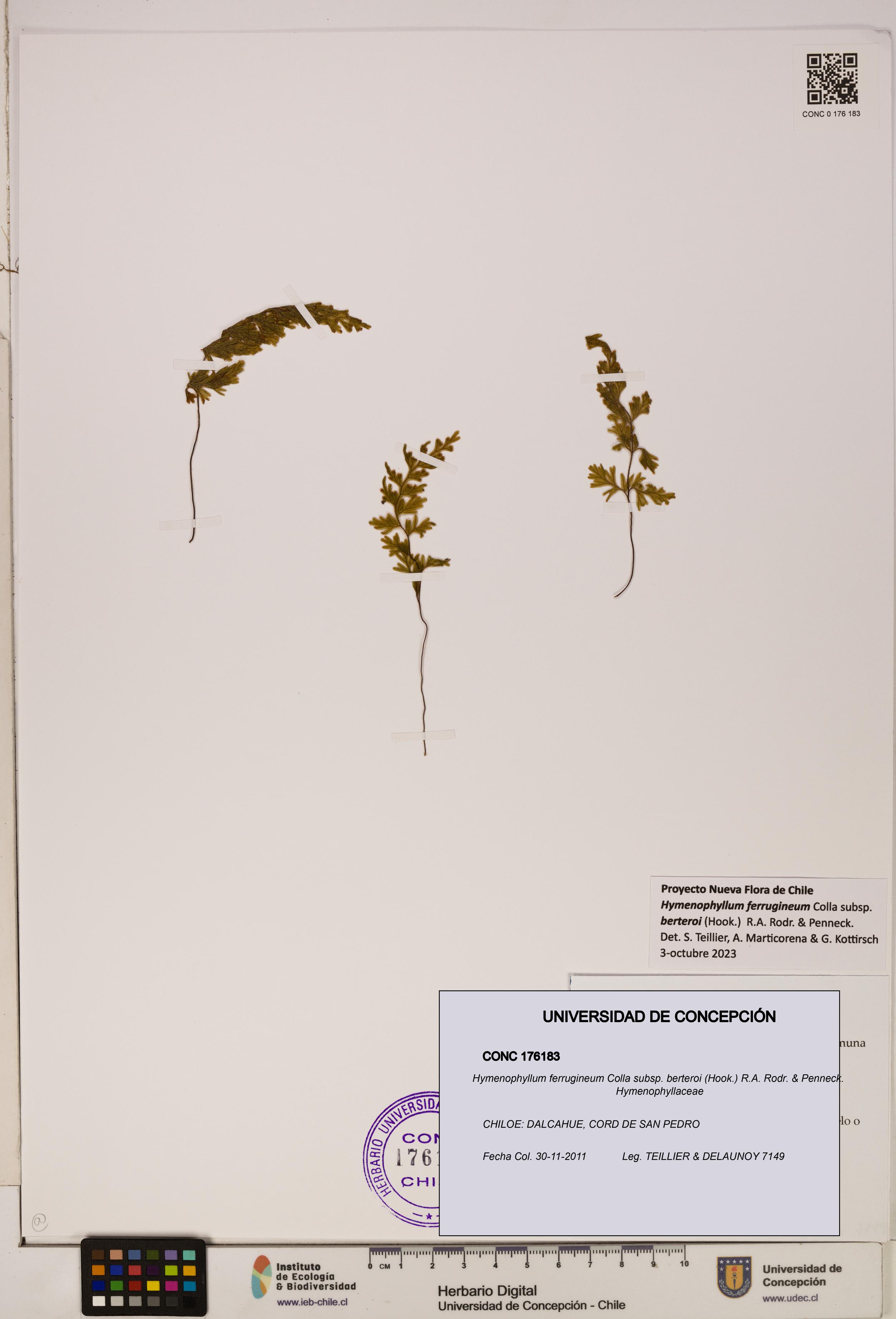 Hymenophyllum ferrugineum [Espécimen: UDEC:CONC:0176183]