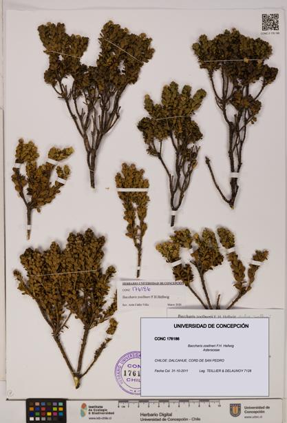 Baccharis zoellneri [Espécimen: UDEC:CONC:0176186]