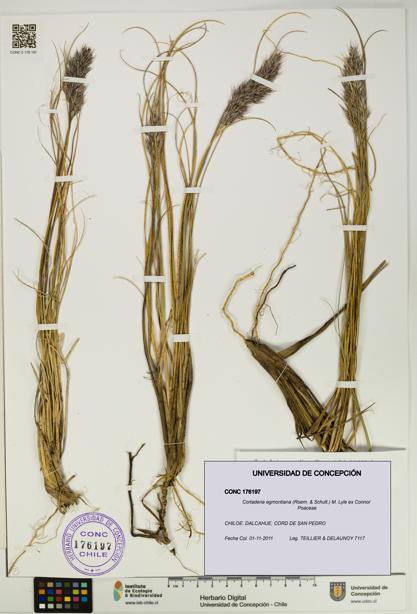 Cortaderia egmontiana [Espécimen: UDEC:CONC:0176197]