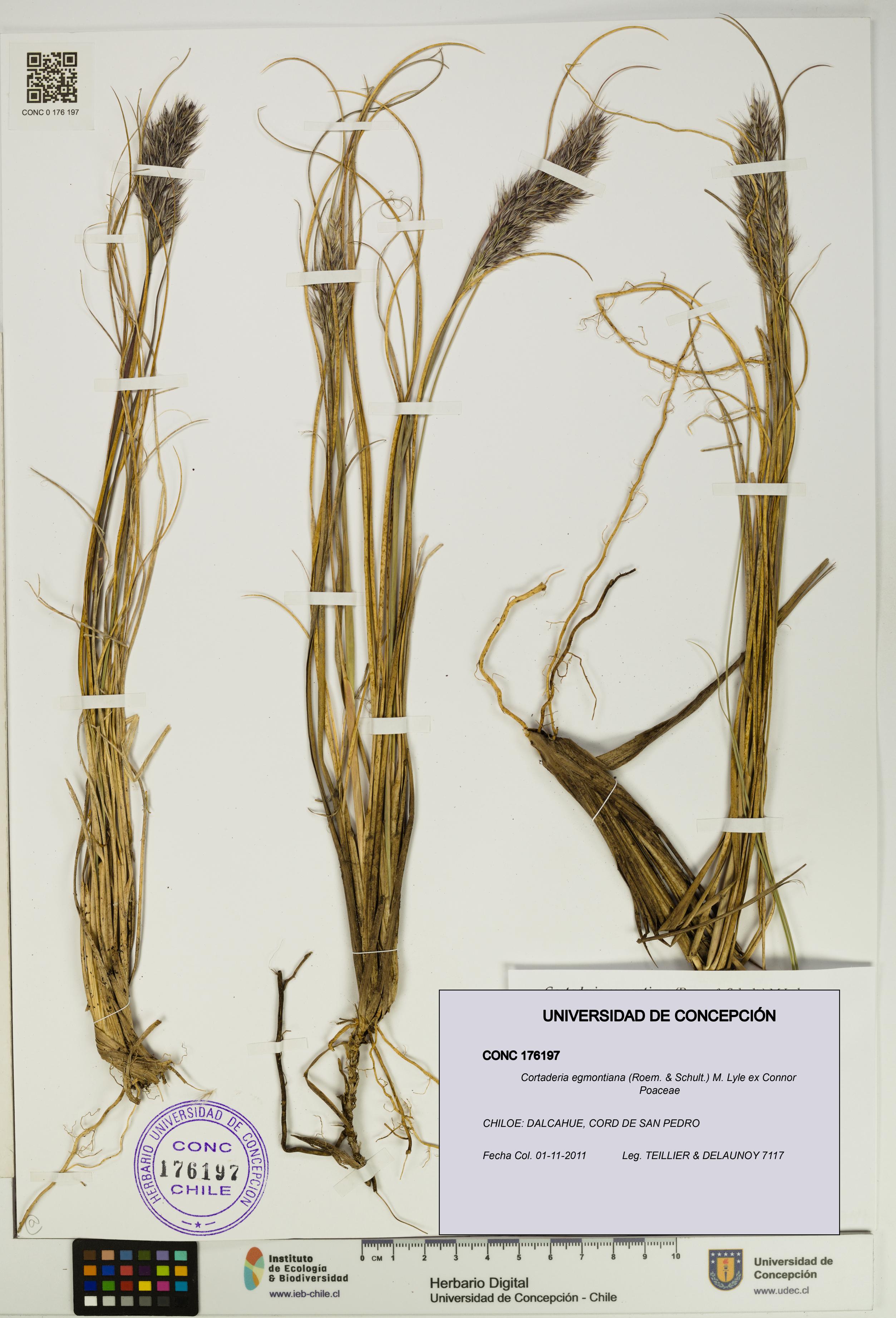 Cortaderia egmontiana [Espécimen: UDEC:CONC:0176197]