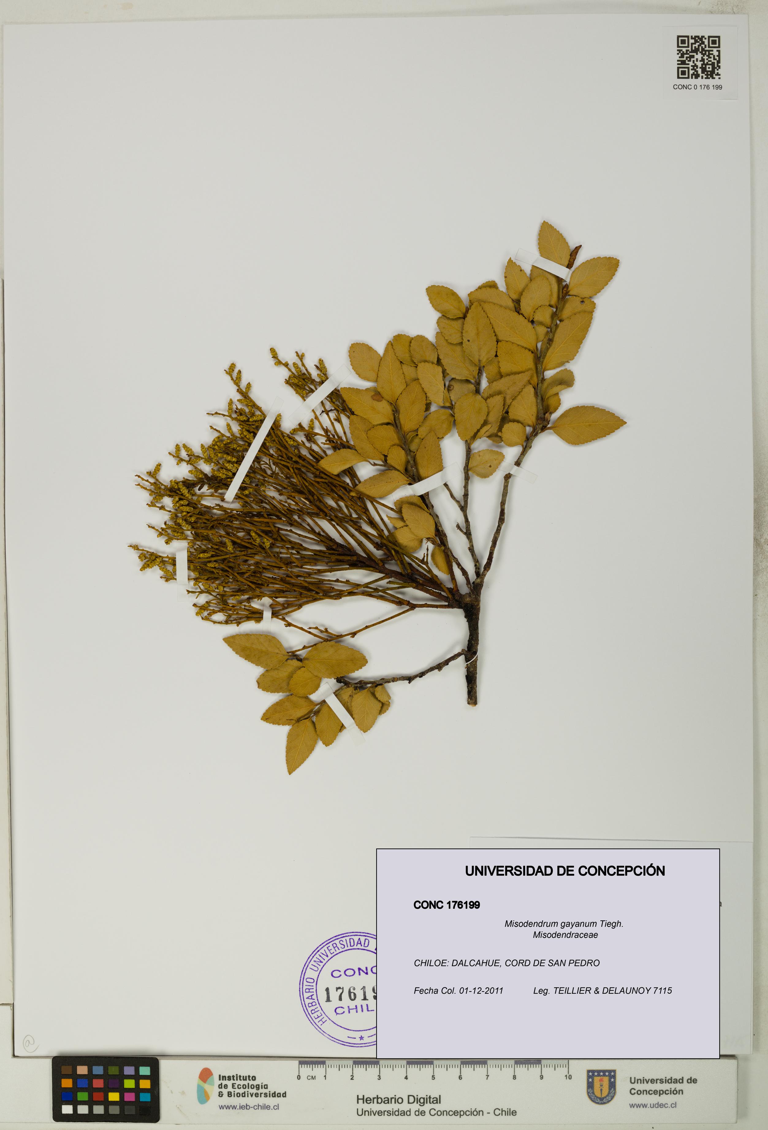 Misodendrum gayanum [Espécimen: UDEC:CONC:0176199]