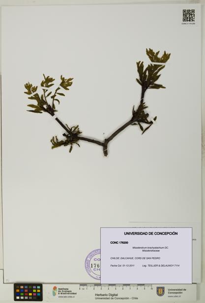 Misodendrum brachystachium [Espécimen: UDEC:CONC:0176200]