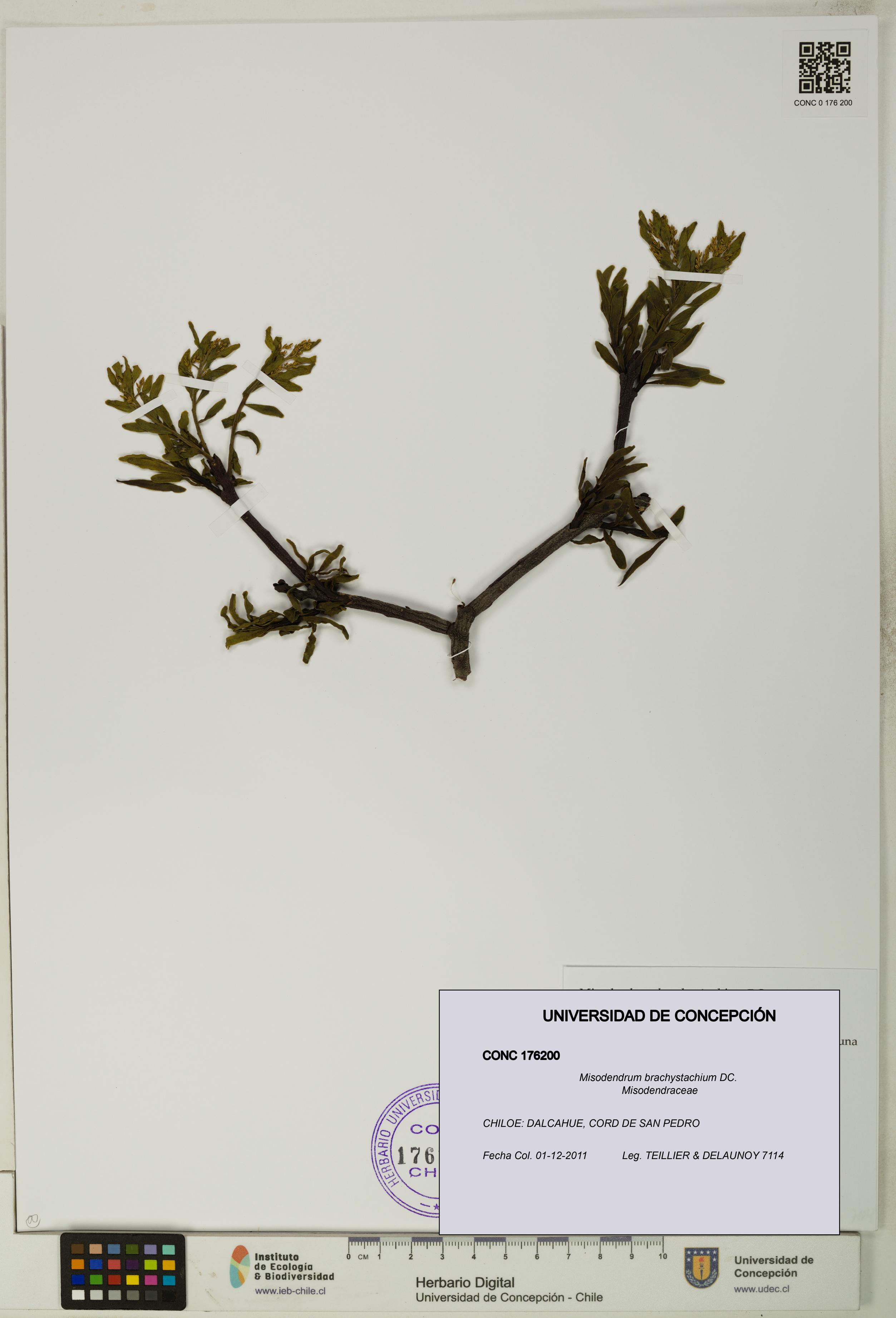 Misodendrum brachystachium [Espécimen: UDEC:CONC:0176200]
