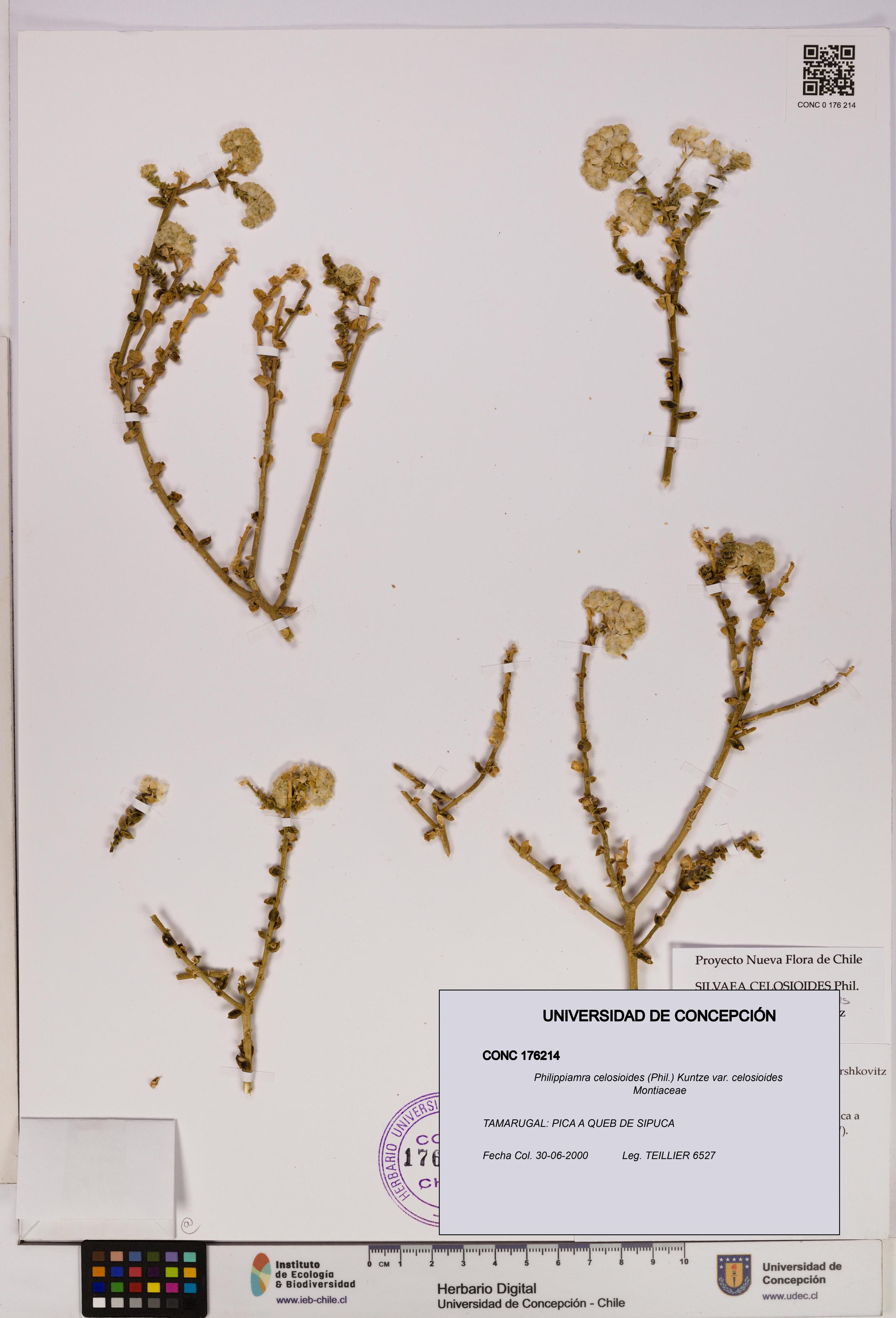 Philippiamra celosioides [Espécimen: ]