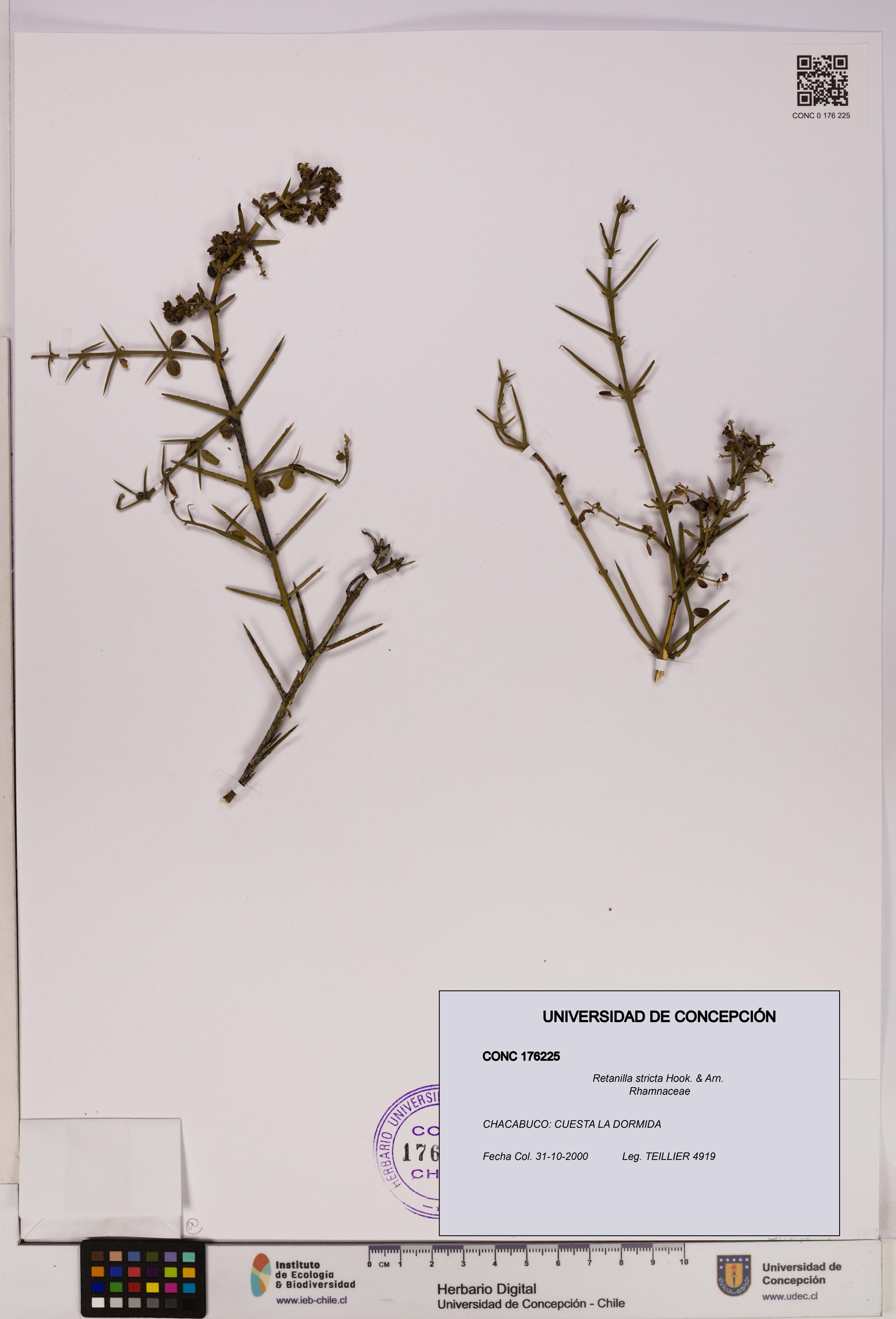 Retanilla stricta [Espécimen: UDEC:CONC:0176225]