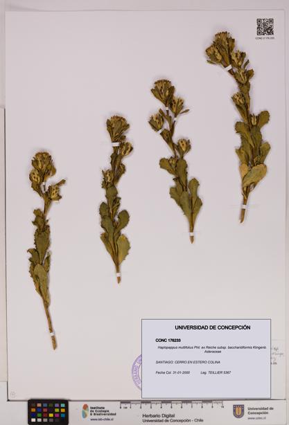 Haplopappus multifolius subsp. baccharidiformis [Espécimen: UDEC:CONC:0176233]