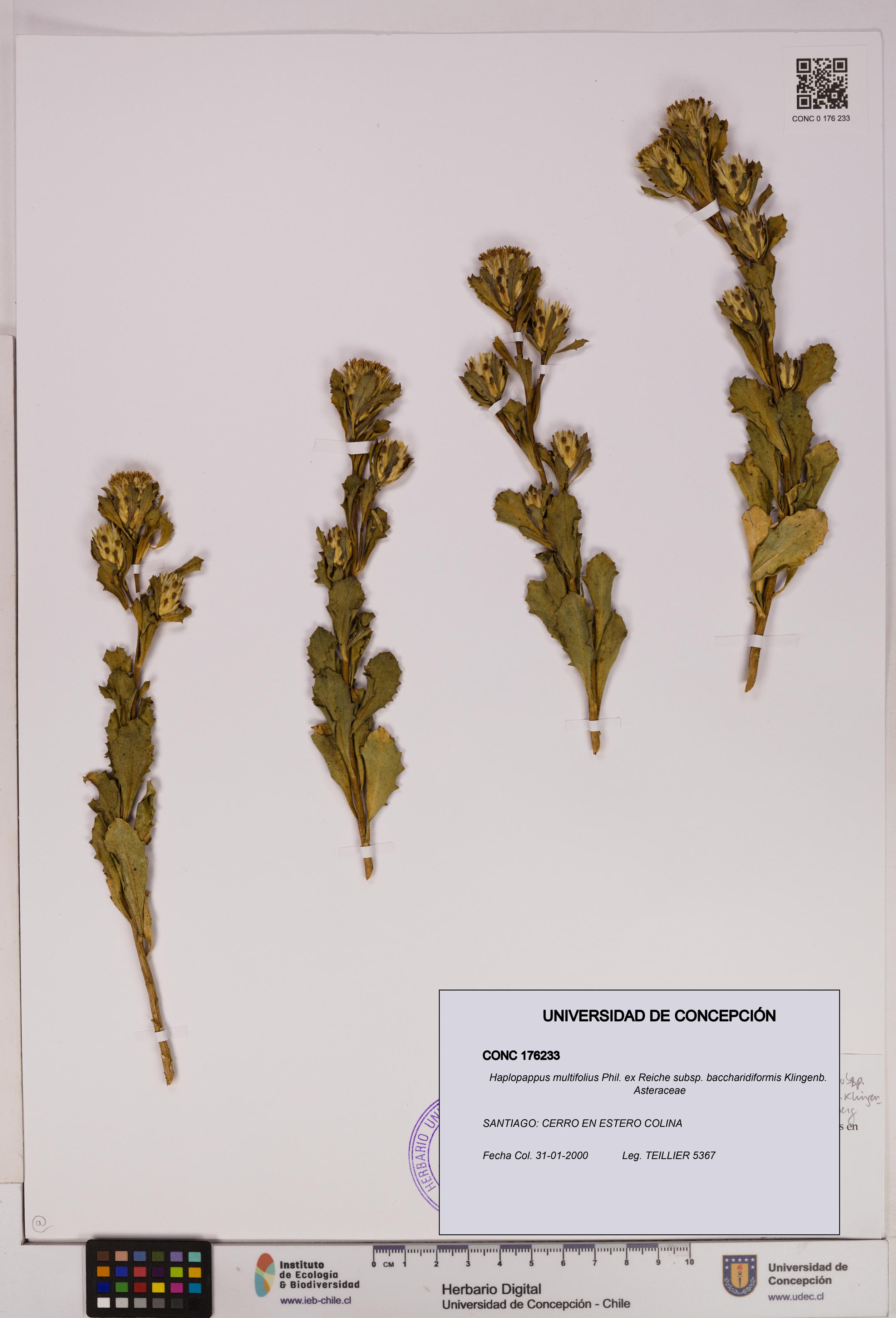 Haplopappus multifolius subsp. baccharidiformis [Espécimen: UDEC:CONC:0176233]
