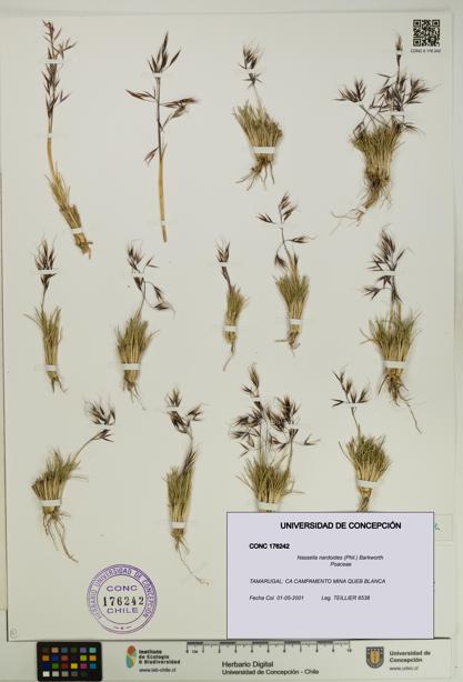 Nassella nardoides [Espécimen: UDEC:CONC:0176242]