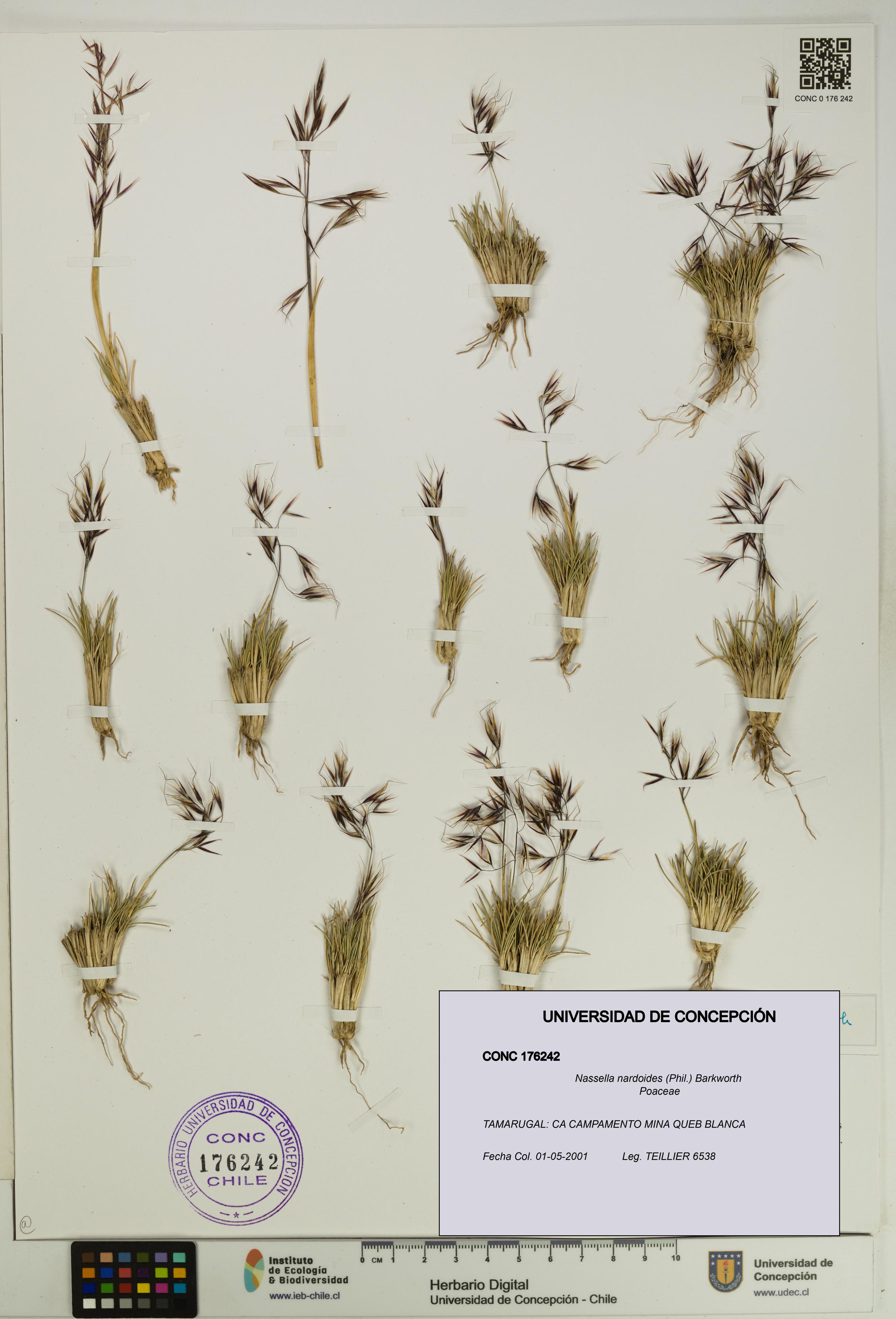 Nassella nardoides [Espécimen: UDEC:CONC:0176242]