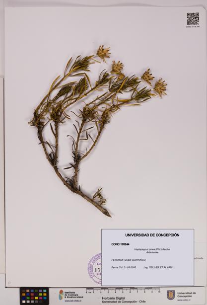 Haplopappus pinea [Espécimen: UDEC:CONC:0176244]