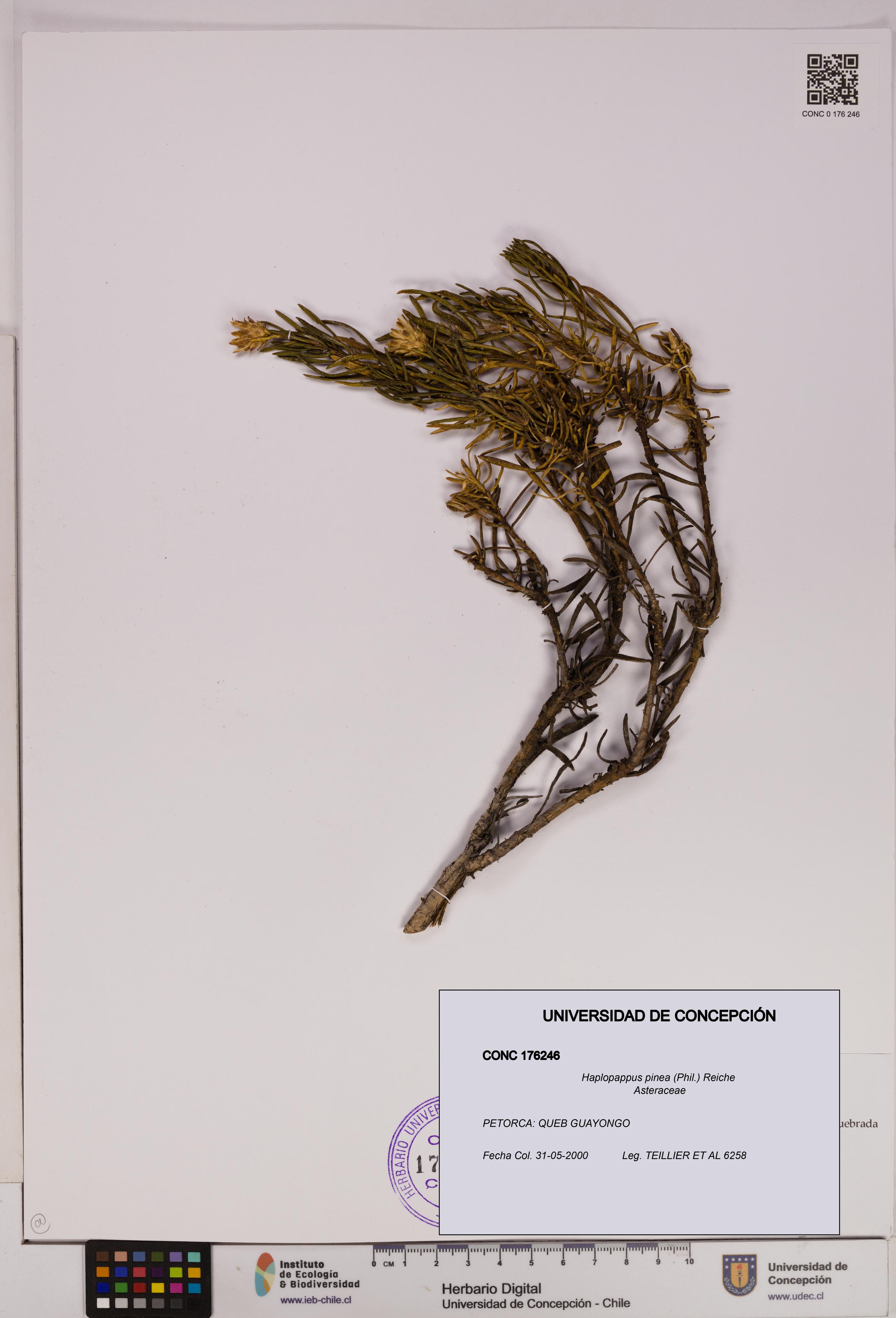 Haplopappus pinea [Espécimen: UDEC:CONC:0176246]