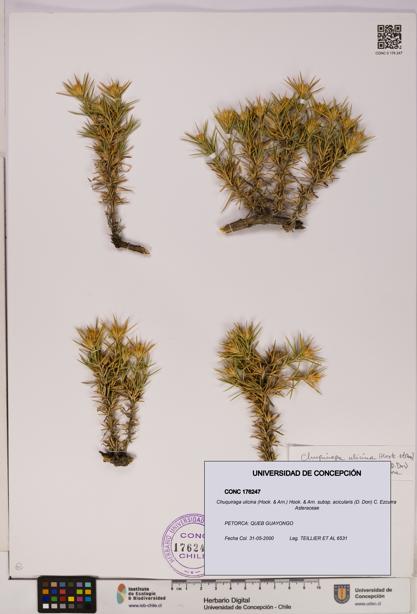 Chuquiraga ulicina [Espécimen: UDEC:CONC:0176247]