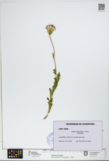 Senecio clarioneifolius [Espécimen: UDEC:CONC:0176248]