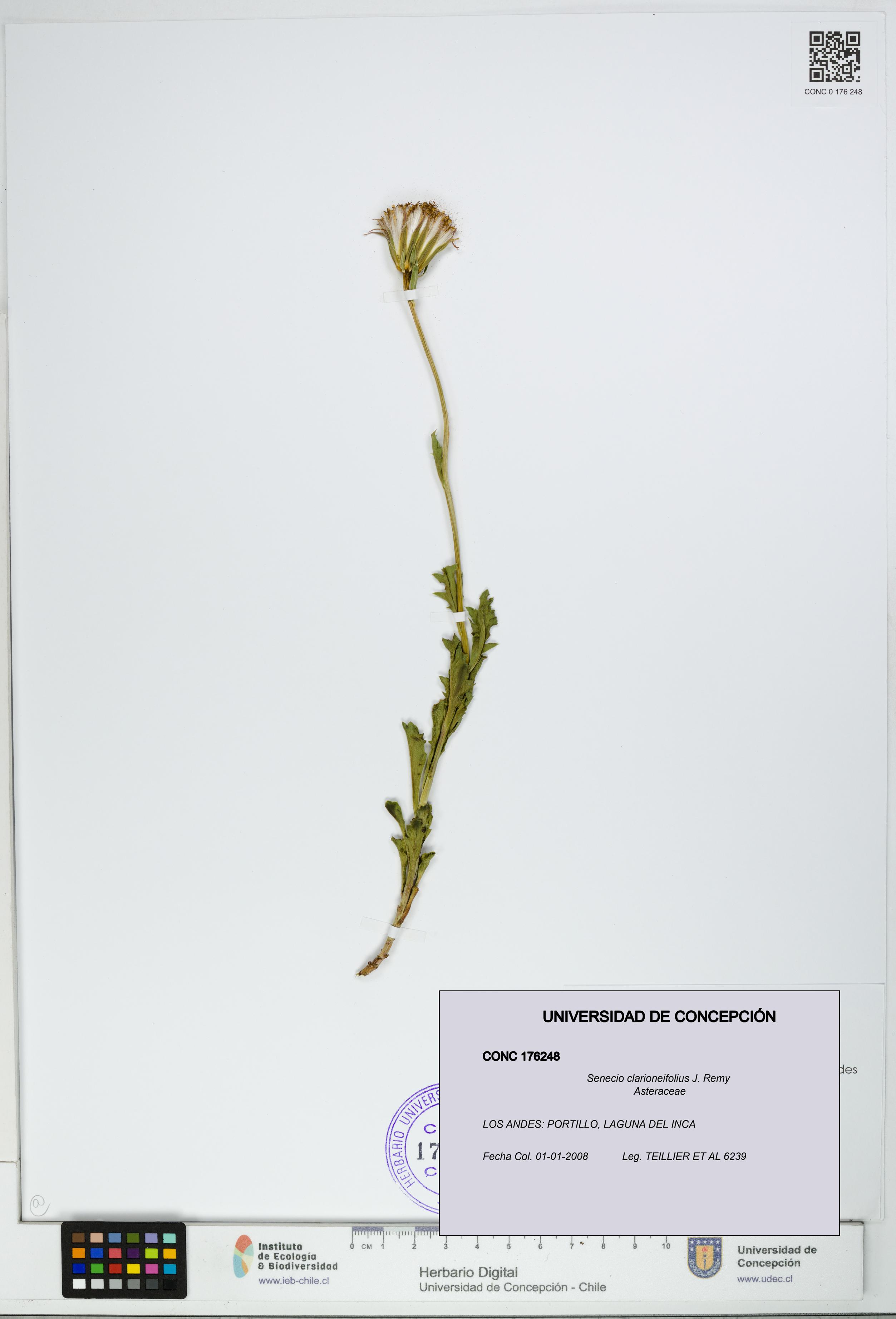 Senecio clarioneifolius [Espécimen: UDEC:CONC:0176248]