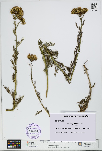 Senecio eruciformis [Espécimen: UDEC:CONC:0176251]