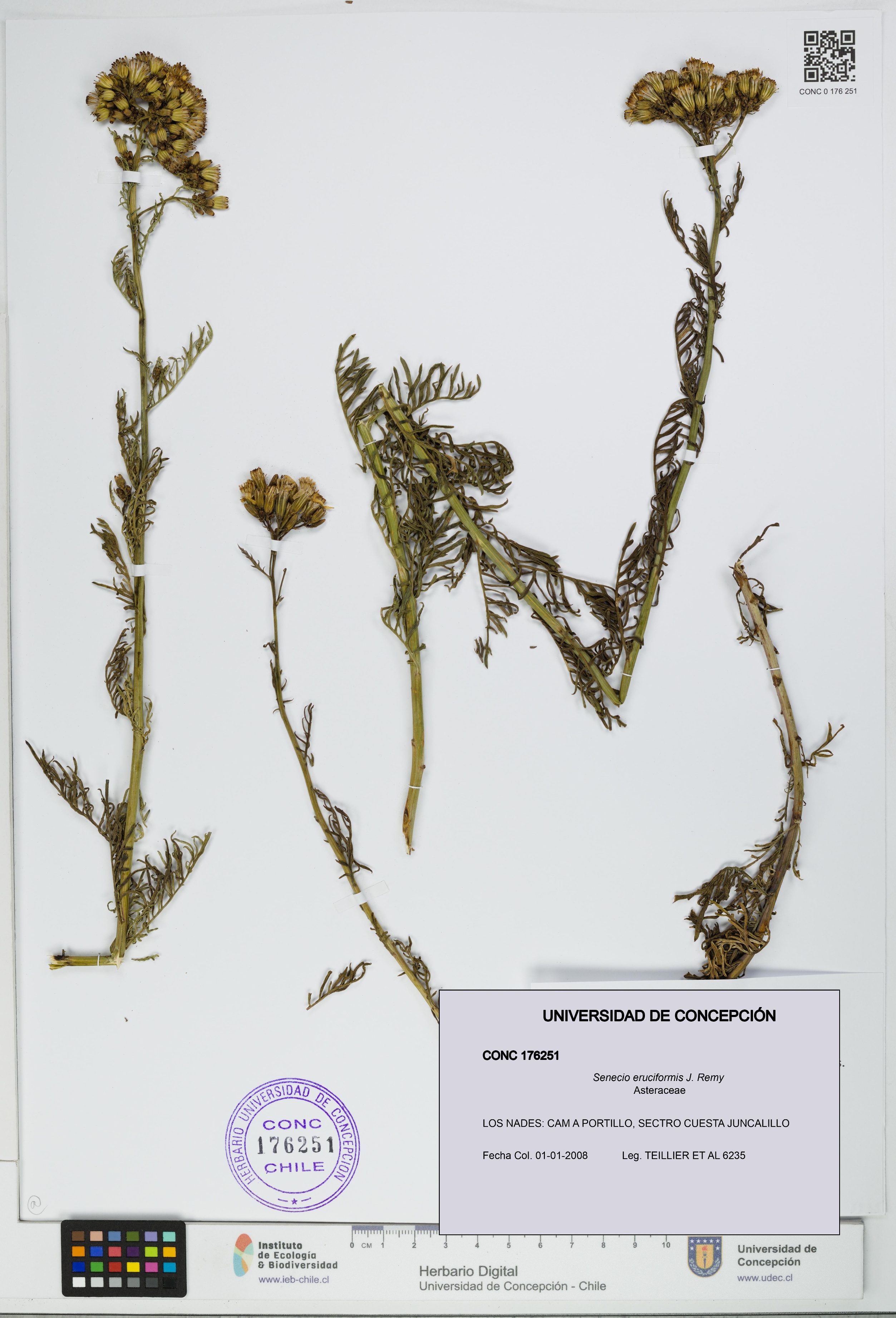 Senecio eruciformis [Espécimen: UDEC:CONC:0176251]