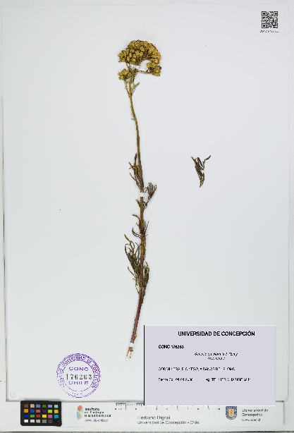 Senecio eruciformis [Espécimen: UDEC:CONC:0176263]