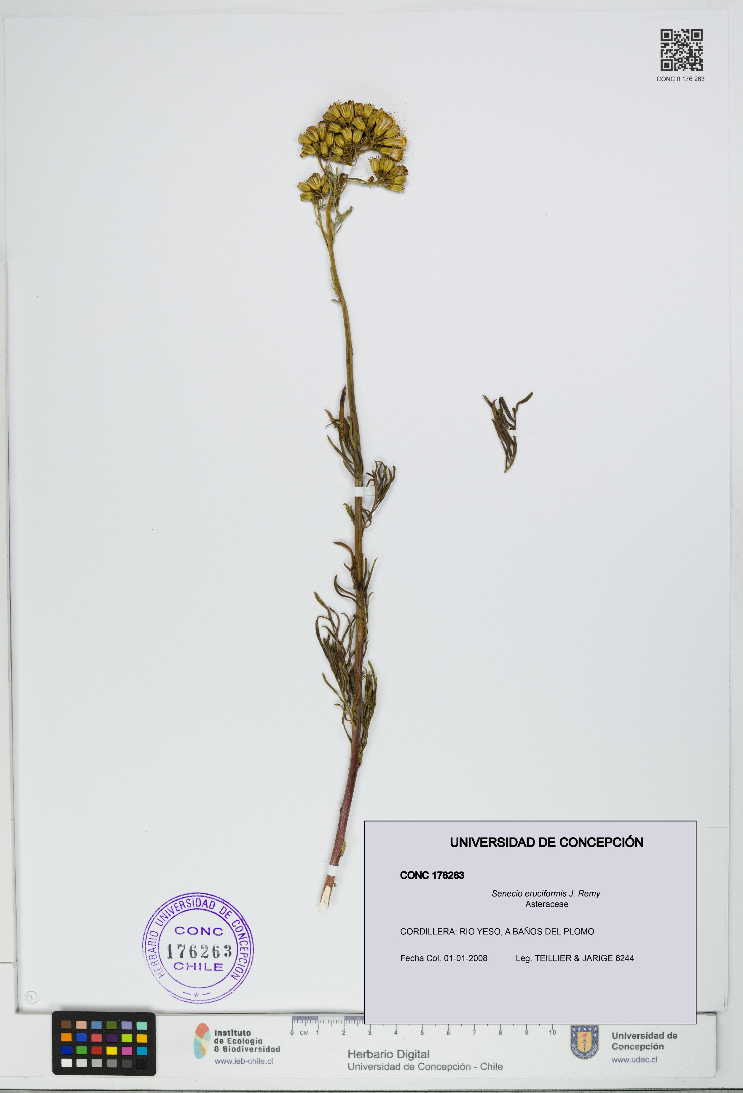 Senecio eruciformis [Espécimen: UDEC:CONC:0176263]
