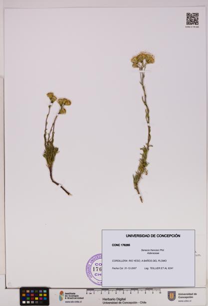 Senecio francisci [Espécimen: UDEC:CONC:0176265]