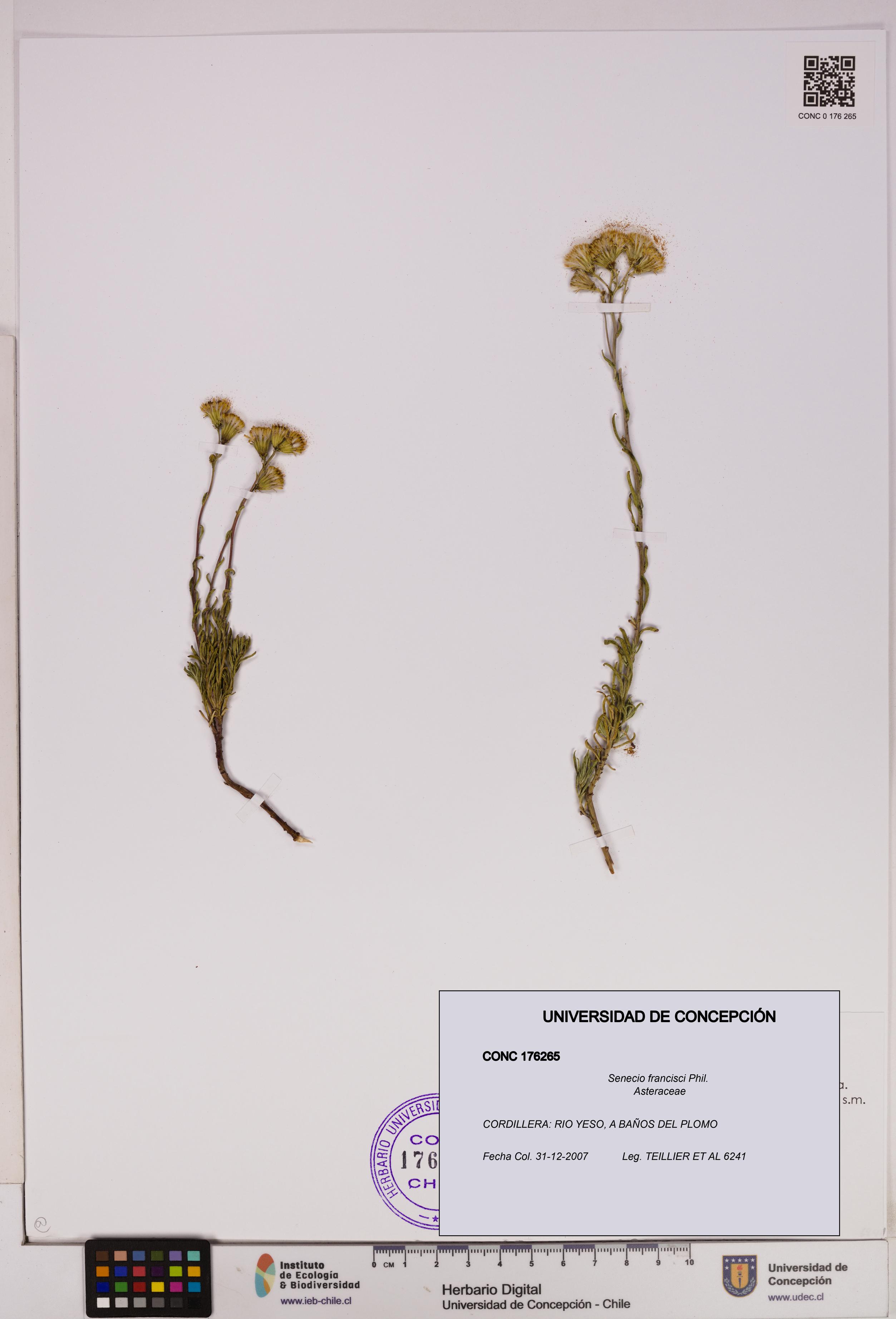 Senecio francisci [Espécimen: UDEC:CONC:0176265]