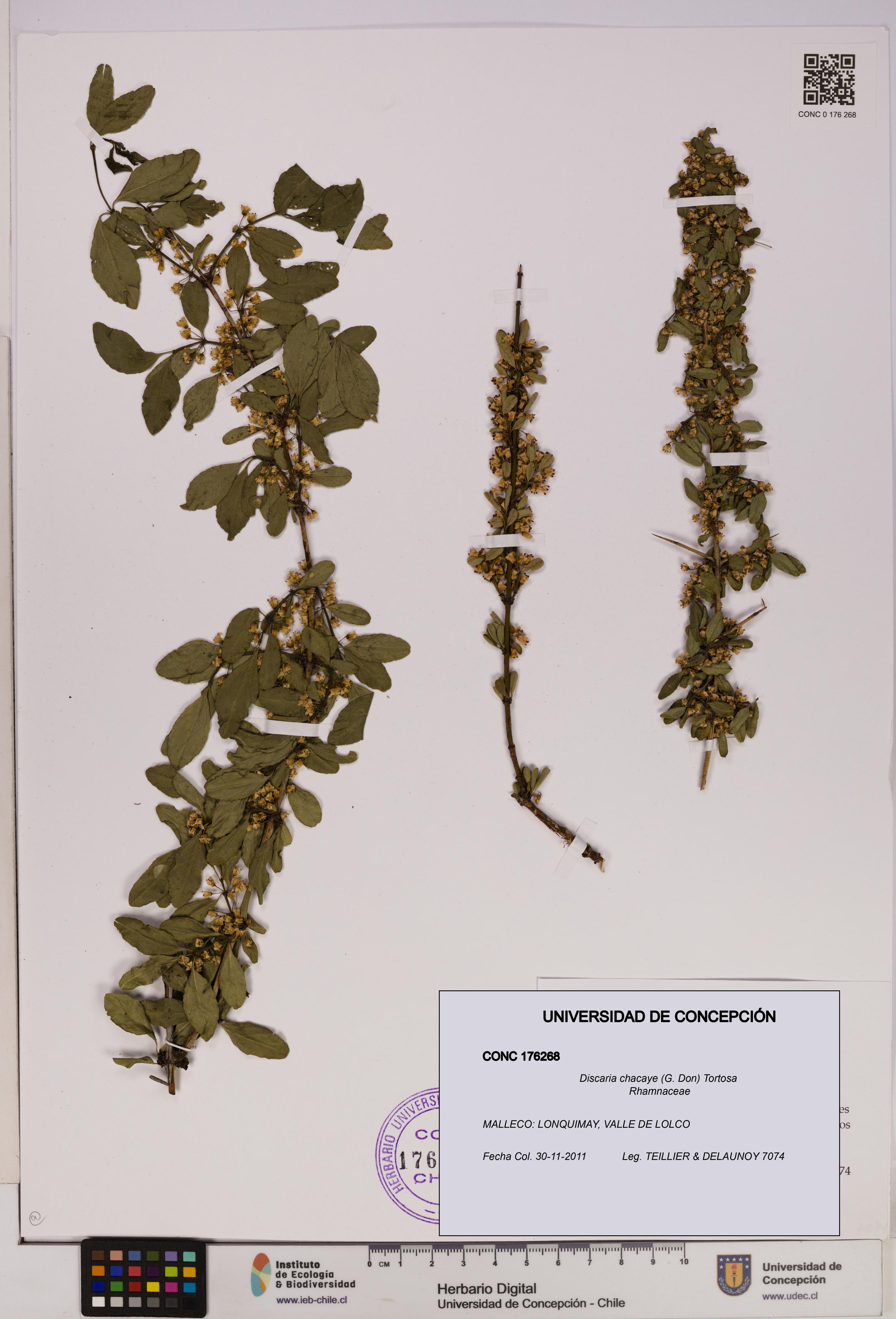 Discaria chacaye [Espécimen: UDEC:CONC:0176268]
