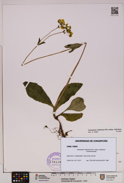 Calceolaria valdiviana subsp. valdiviana [Espécimen: UDEC:CONC:0176270]