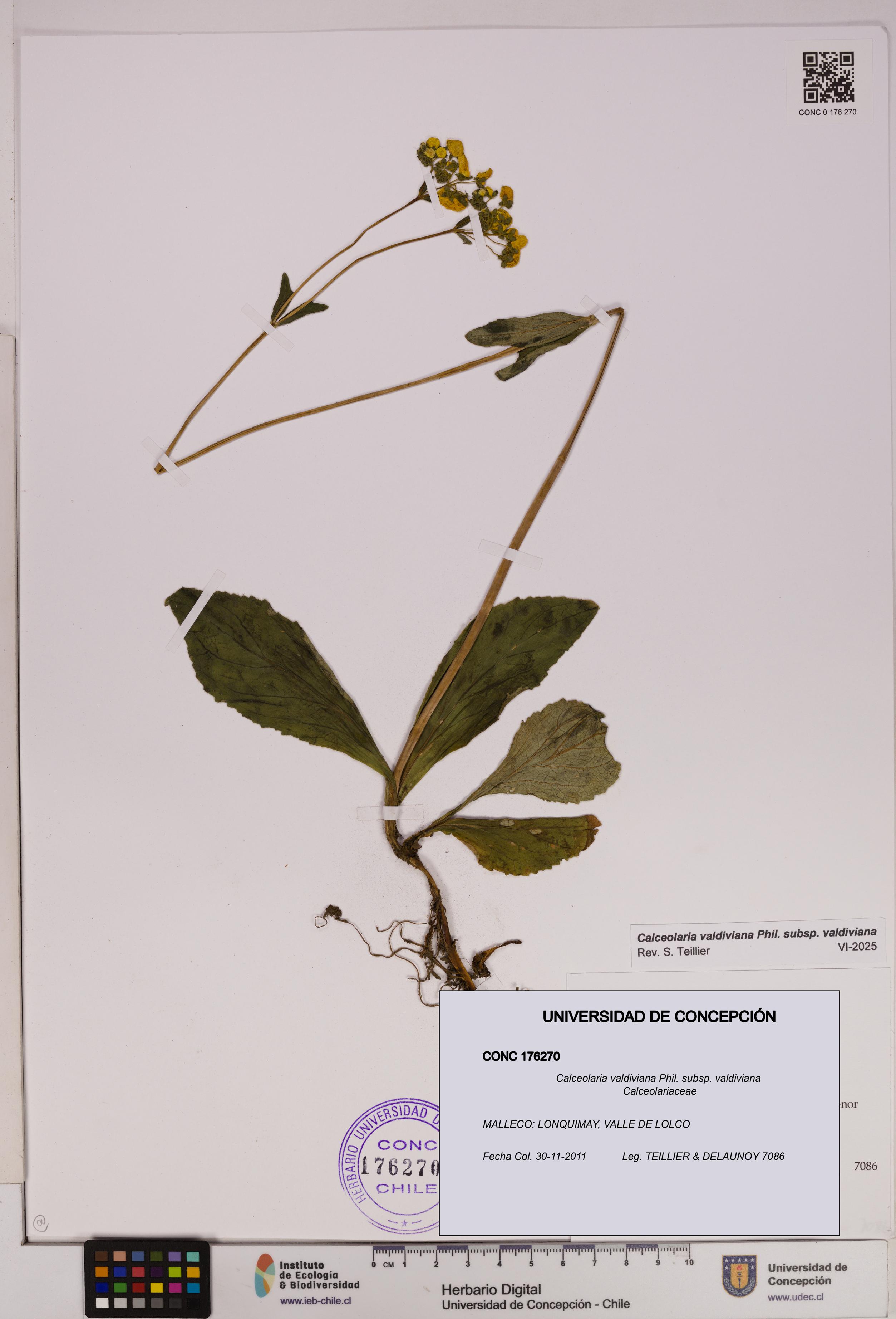 Calceolaria valdiviana subsp. valdiviana [Espécimen: UDEC:CONC:0176270]