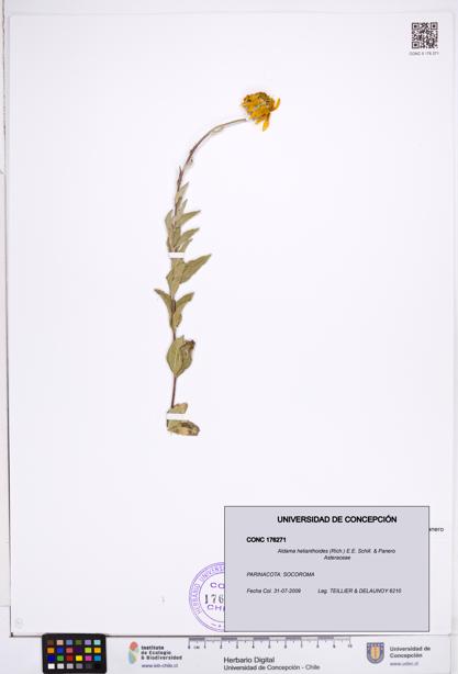 Aldama helianthoides [Espécimen: ]