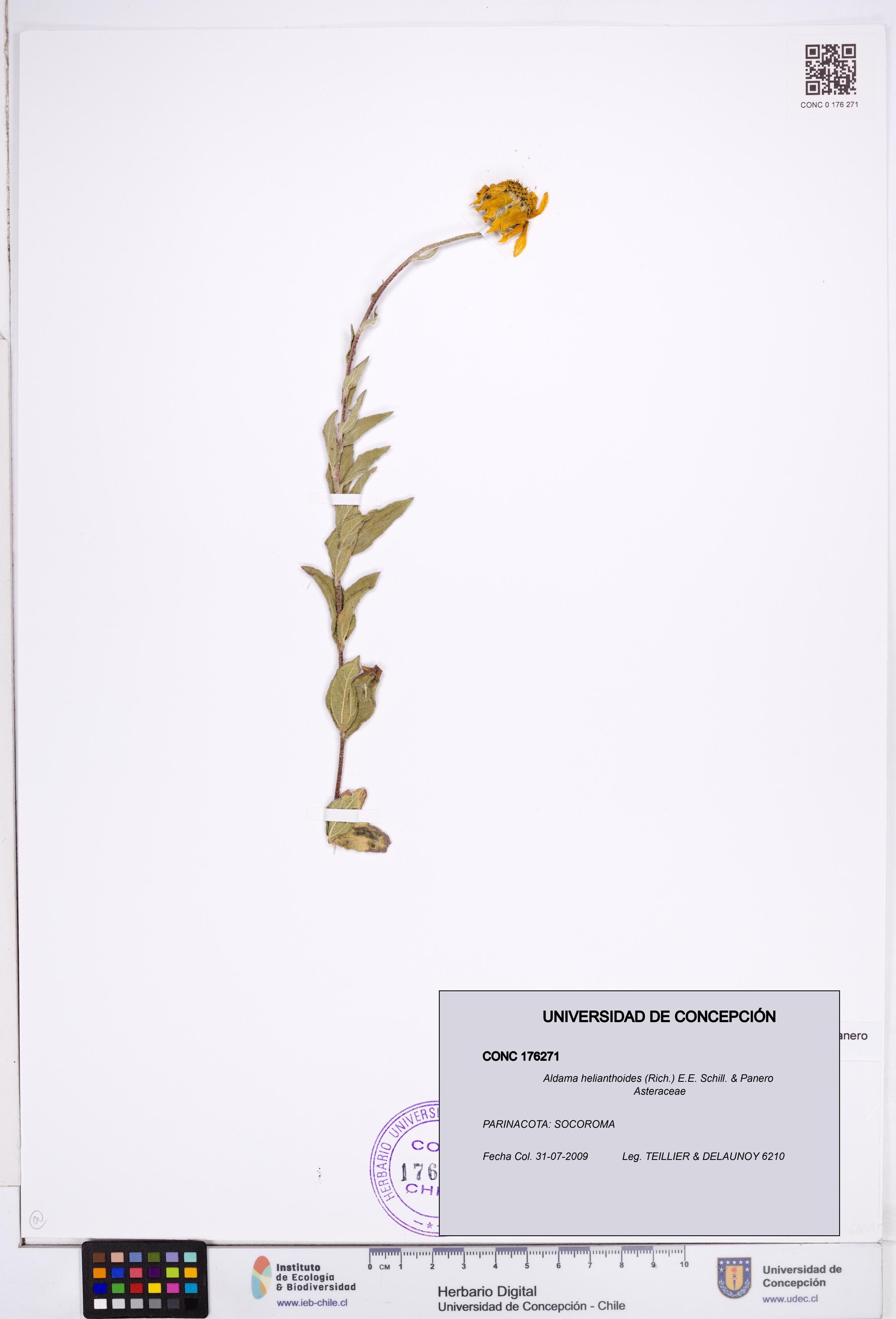 Aldama helianthoides [Espécimen: ]