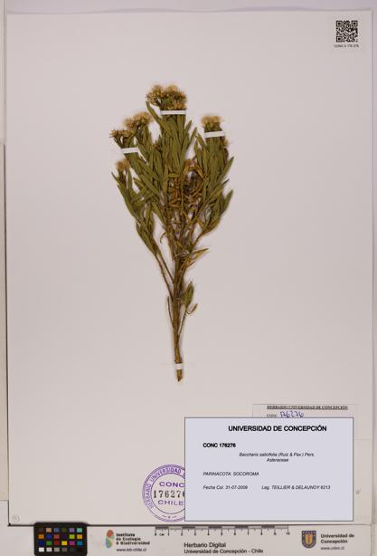Baccharis salicifolia [Espécimen: UDEC:CONC:0176276]